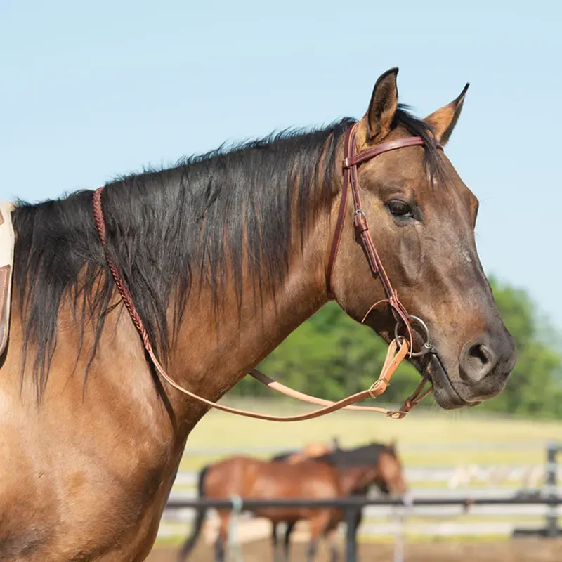 10-0092 Weaver Latigo Leather Browband Headstall 1