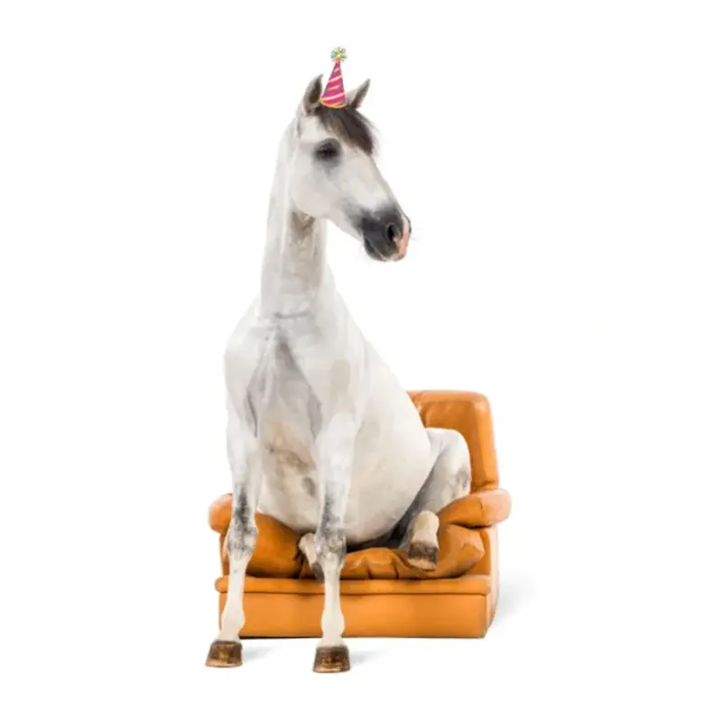 Birthday Card - Horse Sitting In Chair 1
